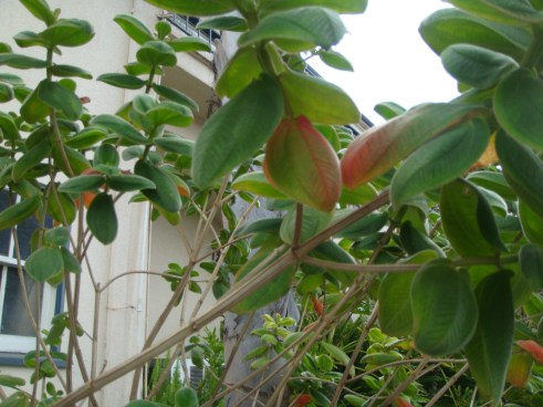 The Tree that had fuzzy fur